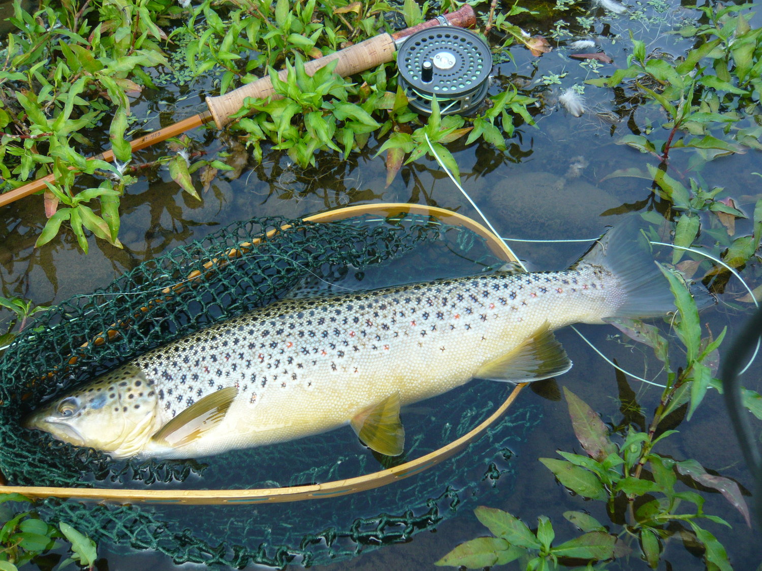 The season's first trout.